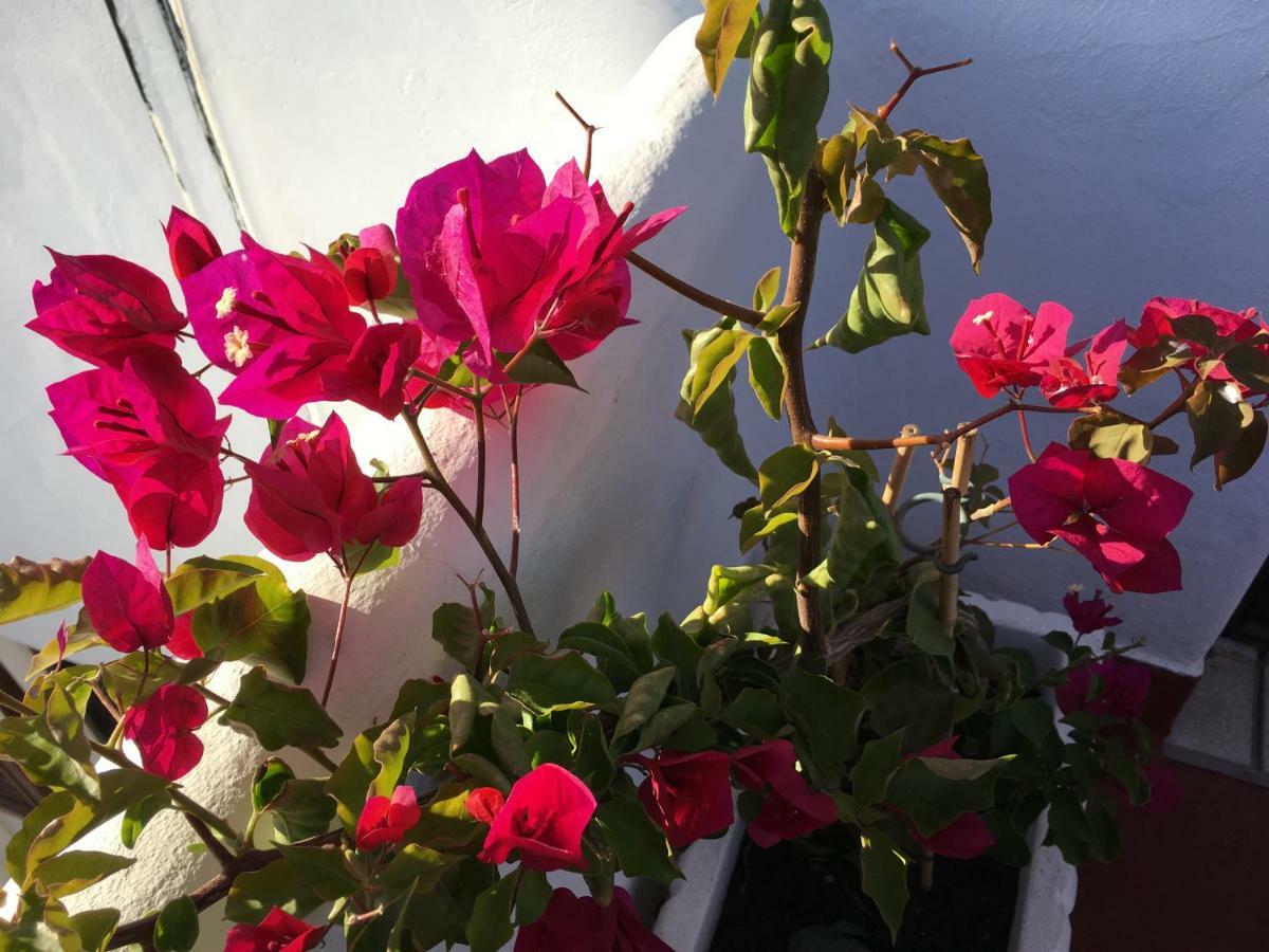 Apartmán Casa As Gaivotas Carvoeiro  Exteriér fotografie